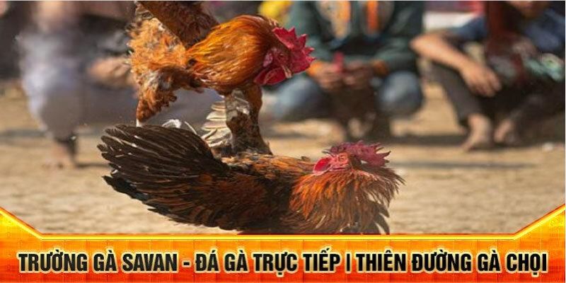 Những thông tin cần nắm về trường gà Savan