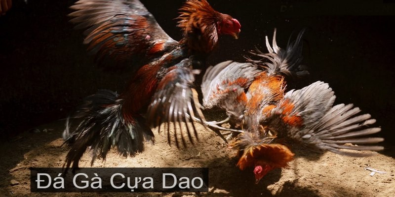 Tìm hiểu đá gà trực tiếp cựa dao