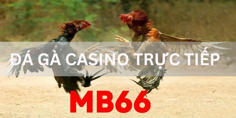 đá gà casino trực tiếp